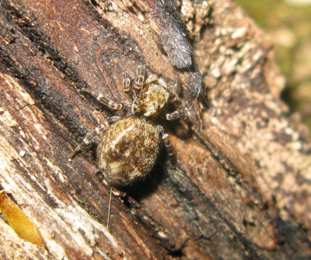 Pseudeuophrys cf. erratica - Acquapendente (VT)